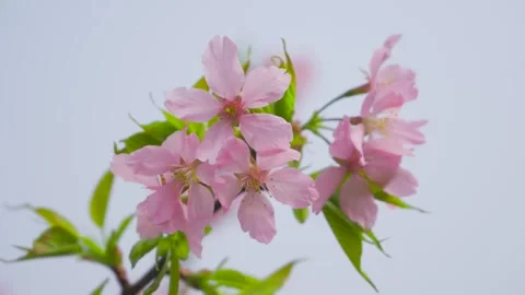 Close up of delicate pink cherry blossoms swaying gently on a spring day Stock Footage 342000605