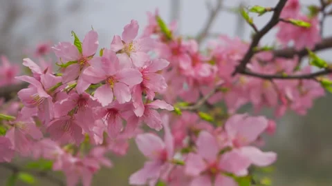 Close up of delicate pink cherry blossoms blooming on tree branches in spring Video stock 342002850