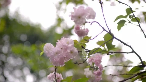 Close up of delicate pink cherry blossoms swaying gently on a spring day Video stock 342012256