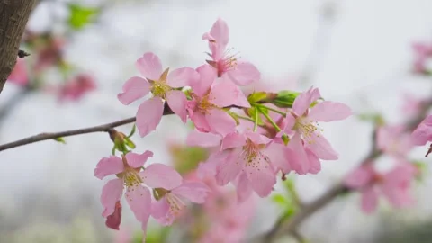 Close up of delicate pink cherry blossoms swaying gently on a tree branch Stock Footage 342012545