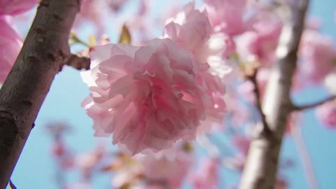 Close up of delicate pink cherry blossoms swaying gently in the spring breeze Stock Footage 342215823