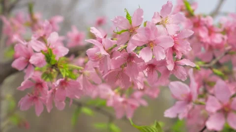 Close up of delicate pink cherry blossoms swaying gently in spring breeze Stock Footage 347046954
