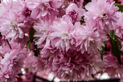 Close-up of delicate pink double cherry blossoms in full bloom during sprin.. Stock Photos