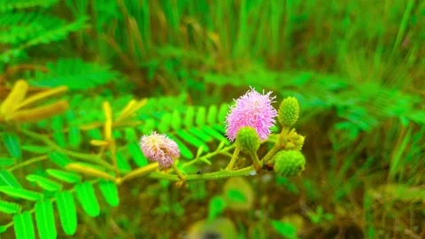 A close-up of a delicate pink flower Stock-Footage 290353988