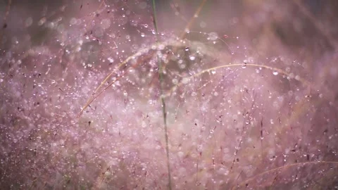Close up of delicate pink grass covered in morning dew drops in autumn Stock Footage 341961842