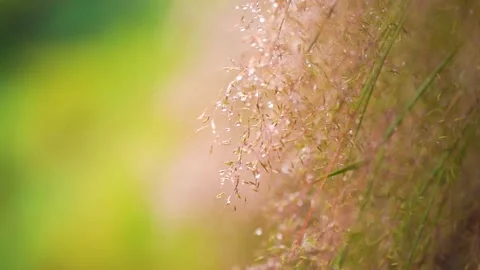 Close up of delicate pink grass reeds with morning dew drops in rainy weather Stock Footage 341995847