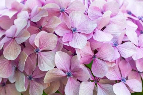 Close-up of Delicate Pink Hydrangea Blossoms Stock Photos