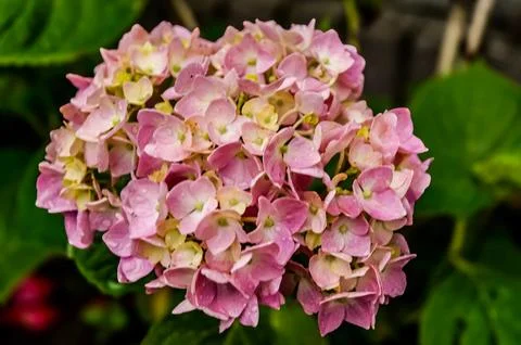 Close-up of delicate pink hydrangea flowers with water droplets after rain Foto stock