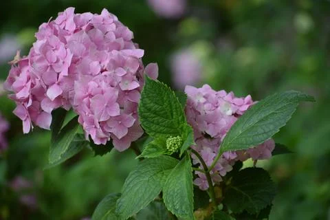 Close-up of delicate pink hydrangea flowers blooming in a lush garden setting Stock Photos