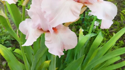 Close-up of delicate pink iris flowers in the garden Stock Footage 335008102