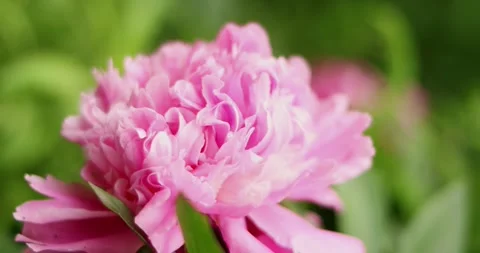 Close-up of delicate pink peony flower petals blooming in soft focus Stock Footage 339074482