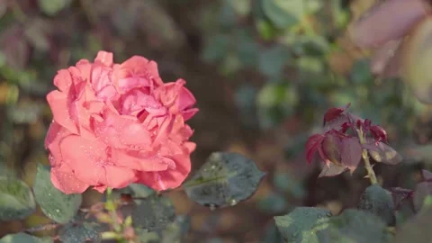 Close up of a delicate pink rose blooming in soft morning garden sunlight Video stock 341951294
