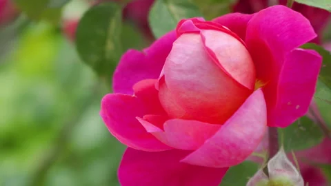 Close-up of a delicate pink rose bud blooming in the garden Video stock 332239203