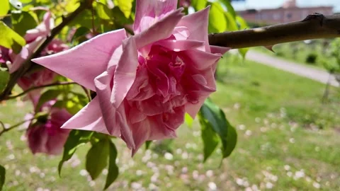 Close-up of delicate pink rose in full bloom in garden Stock Footage 336797847