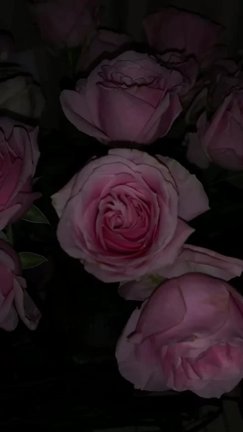 Close-up of Delicate Pink Roses in Soft Lighting Video stock 341320404