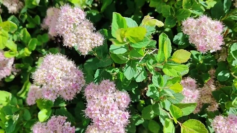 Close-up of delicate pink spirea flowers blooming on a lush green bush Stock Footage 338409378