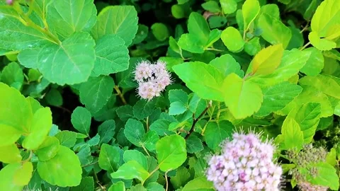 Close-up of delicate pink spirea flowers blooming amongst lush green foliage Stock Footage 338409399