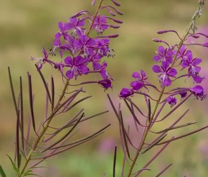 Close-up of delicate purple fireweed flowers blooming in the Carpathian Mount Stock Photos