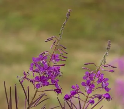 Close-up of delicate purple fireweed flowers blooming in the Carpathian Mount Stock Photos