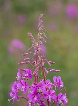 Close-up of delicate purple fireweed flowers blooming in the Carpathian Mount Stock-Fotos
