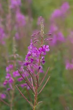 Close-up of delicate purple fireweed flowers blooming in the Carpathian Mount Stock-Fotos