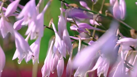 Close up of delicate purple hosta flowers swaying gently in a summer garden Stock Footage 342277080