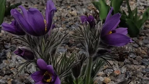 Close-up of delicate purple pasqueflower blooming in rocky soil during spring Stock Footage 332421704