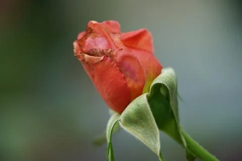 Close up of a delicate rose bud in soft focus Stock Photos