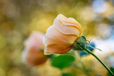 A Close Up of a Delicate Rose Stock Photos