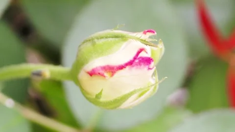 Close-up of a Delicate Rosebud Stock Footage 301032286