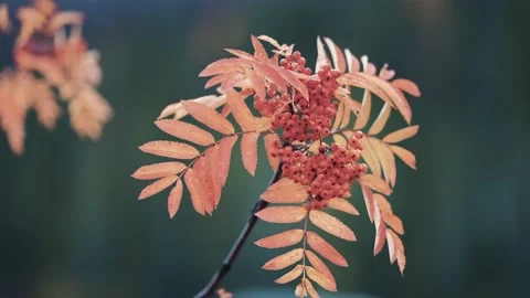 A close-up of the delicate rowan tree branch on the dark background. Stock Footage 170581383