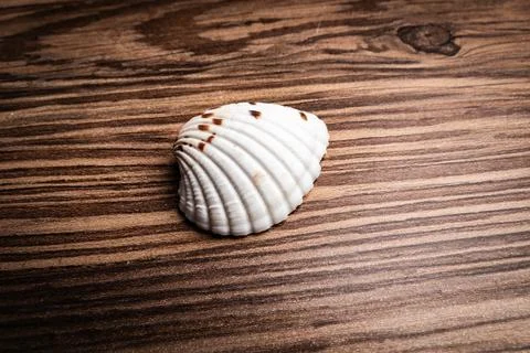 Close-up of a delicate shell resting on a textured wooden surface in natural Stock Photos