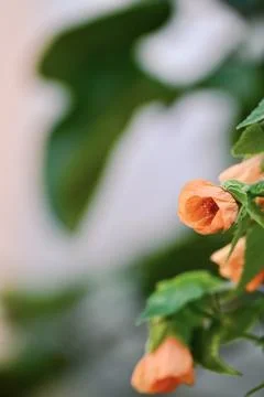 Close-up of delicate small peach-colored flowers hanging on a green branch Stock Photos