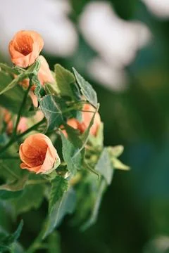 Close-up of delicate small peach-colored flowers hanging on a green branch Stock Photos