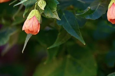 Close-up of delicate small peach-colored flowers hanging on a green branch Stock Photos