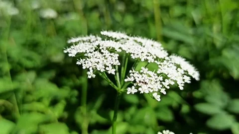 Close-up of delicate small white flowers swaying in a green field Video stock 337798152