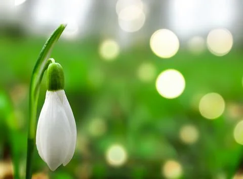 Close-Up of a Delicate Snowdrop Bloom in a Lush Garden During Early Spring Stock Photos