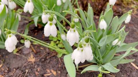 Close-up of delicate snowdrop flowers covered in raindrops. The white petals Stock Footage 300895804