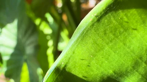 CLOSE UP: Delicate spider mite webbing is draped over edges of a green leaf Vidéo 331223283