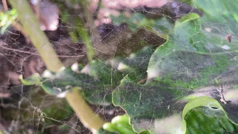 Close-up of a delicate spider web stretched over green foliage. Stock Footage 334376933