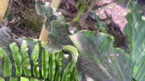 Close-up of a delicate spider web stretched over green foliage. Видео 334377001