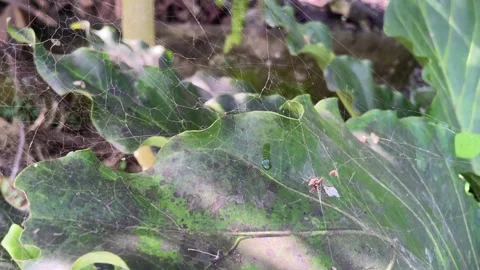 Close-up of a delicate spider web stretched over green foliage. Stock Footage 334377022