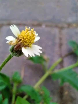 Close-up of a delicate white and yellow wildflower with a brick wall backgr.. Stock Photos