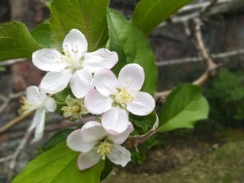Close-up of delicate white apple blossoms with green leaves against a stone.. Stock Photos