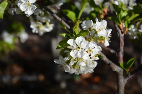 Close-up of delicate white apple blossoms with green leaves on a tree branc.. Stock Photos