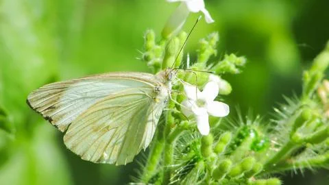 Close-up of a delicate white butterfly with translucent wings on a small wh.. Stock Photos