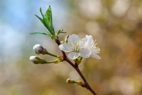 Close up of a delicate white cherry blossom with buds and fresh green leave.. Stock Photos