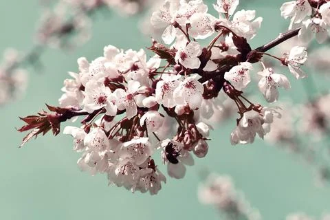 Close up of delicate white cherry blossom flowers on branch Stock Photos