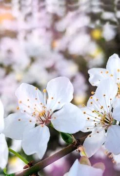 Close-up of delicate white cherry blossoms with orange stamens on a branch, s 스톡 사진
