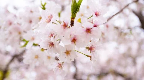 Close up Delicate white cherry blossoms in full bloom Stock Photos